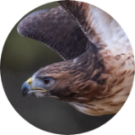 O FALCÃO